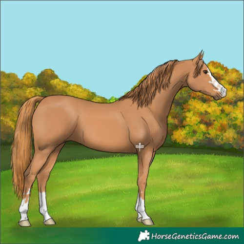 Horse Color:Chestnut 