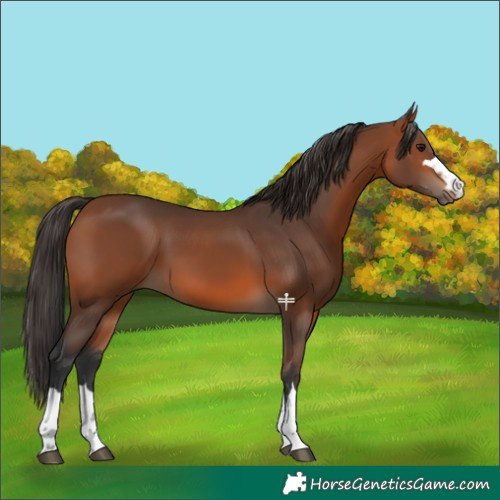 Horse Color:Bay 