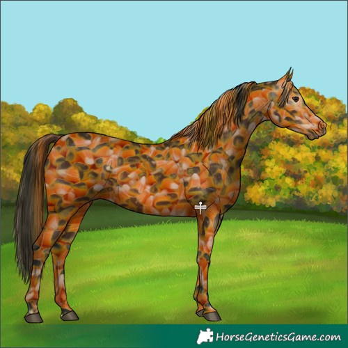 Horse Color:Gray Bay 