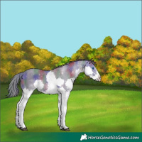 Horse Color:Nacre Grullo Splash Tobiano Varnish