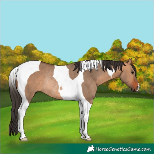 Horse Color:Bay Dun Tobiano Rabicano 