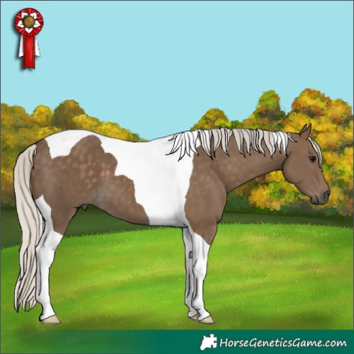 Horse Color:Silver Smoky Black Tobiano 
