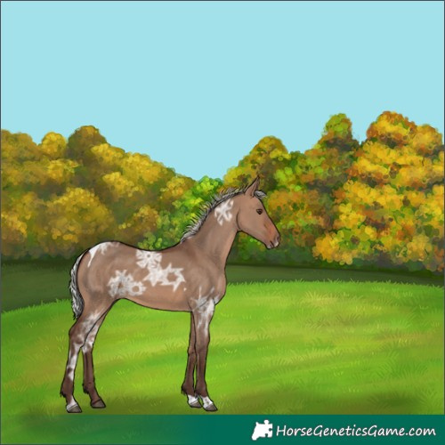 Horse Color:Silver Brown Ice Dun Tobiano 