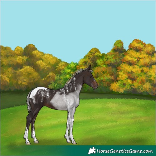 Horse Color:Powder White Silver Brown Tobiano 
