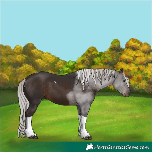 Horse Color:Silver Brown Tobiano 