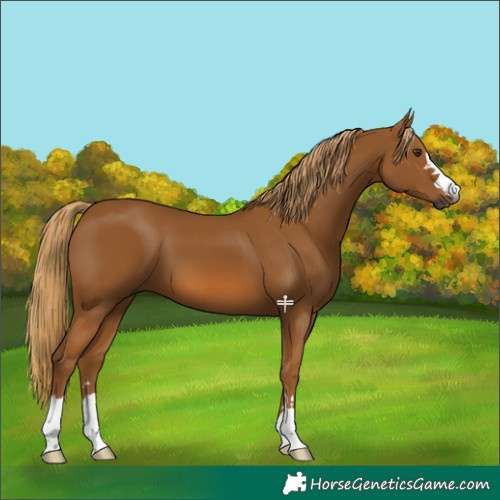 Horse Color:Gray Chestnut 
