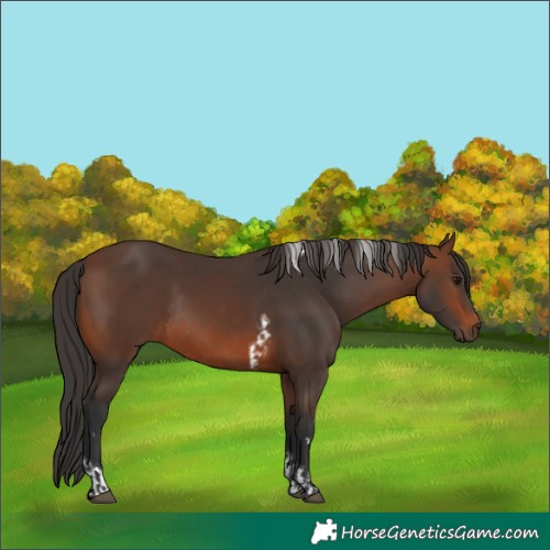 Horse Color:Brown Tobiano Rabicano  and Brown Rabicano 