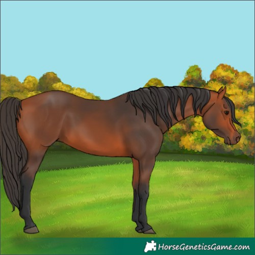 Horse Color:Bay 