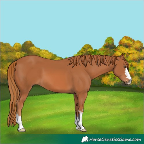 Horse Color:Chestnut 