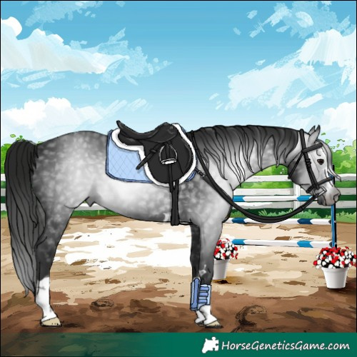 Horse Color:Gray Black 