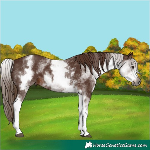 Horse Color:Gray White Spotted Chestnut 