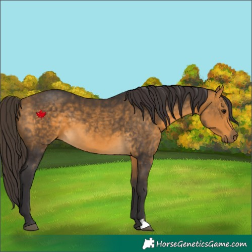 Horse Color:Buckskin 
