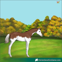 Horse Color:Chestnut Splash 