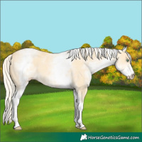 Horse Color:White Spotted Gold Cream Champagne Dun