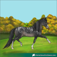 Horse Color:Powder White Black Appaloosa 