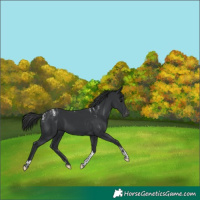 Horse Color:Powder White Black Tobiano Varnish 