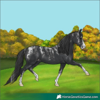 Horse Color:Powder White Black Appaloosa 