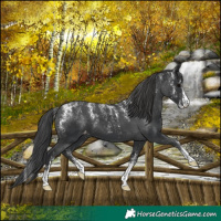 Horse Color:Powder White Black Appaloosa 