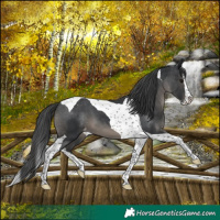 Horse Color:Black Splash Tobiano Varnish