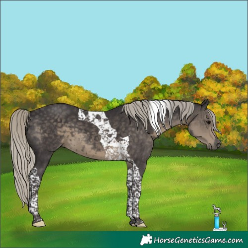 Horse Color:Silver Smoky Black Tobiano