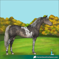 Horse Color:Silver Smoky Black Tobiano 