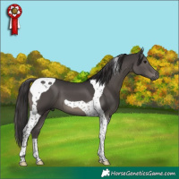 Horse Color:Smoky Black Tobiano