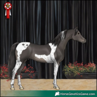 Horse Color:Smoky Black Tobiano 