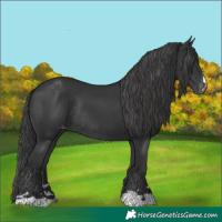 Horse Color:Black Blanket Rabicano