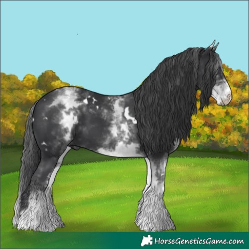 Horse Color:White Spotted Black 