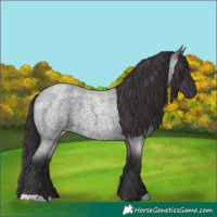 Horse Color:Smoky Blue Roan 