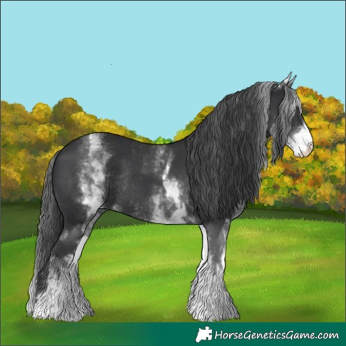 Horse Color:White Spotted Black Rabicano