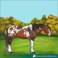 Horse Color:Bay Splash Tobiano Blanket  and Bay Splash Tobiano Blanket 