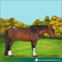 Horse Color:Bay Tobiano Rabicano 