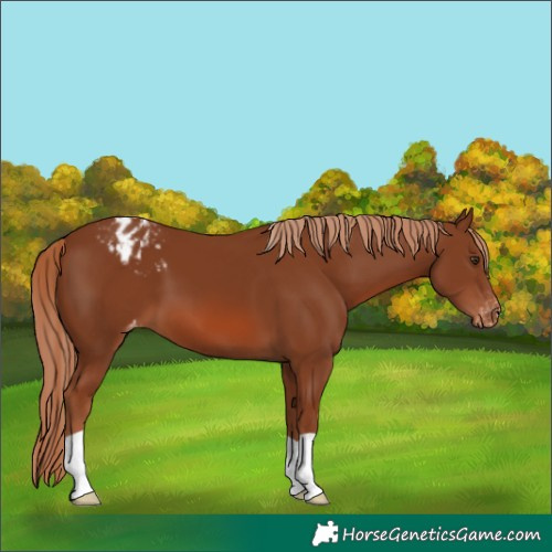 Horse Color:Chestnut Appaloosa