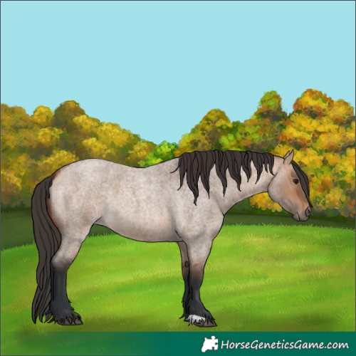 Horse Color:Bay Roan Dun 