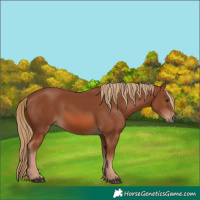 Horse Color:Chestnut 