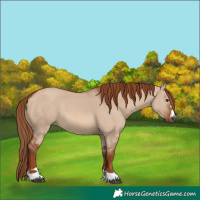 Horse Color:Red Dun 