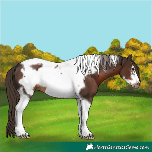 Horse Color:Liver Chestnut Tobiano Frame 