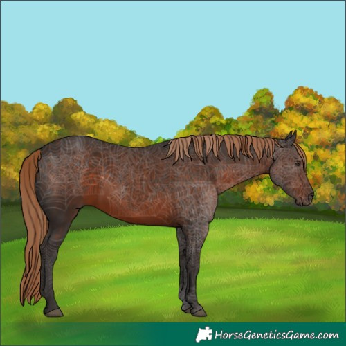 Horse Color:Liver Chestnut 