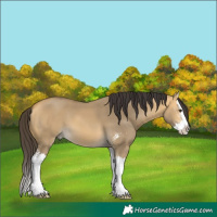 Horse Color:Buckskin Dun Sabino Splash 