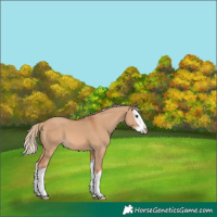 Horse Color:Red Dun Splash 