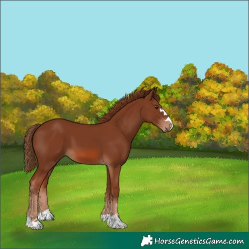 Horse Color:Chestnut 