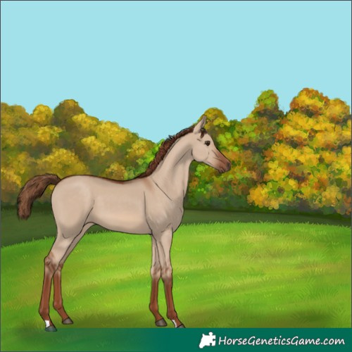 Horse Color:Red Dun 