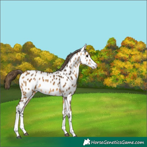 Horse Color:Buckskin Appaloosa 