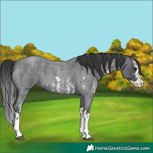 Horse Color:Blue Roan Sabino Splash  and Blue Roan Sabino Splash 