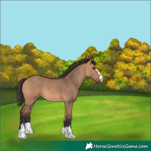 Horse Color:Bay Dun