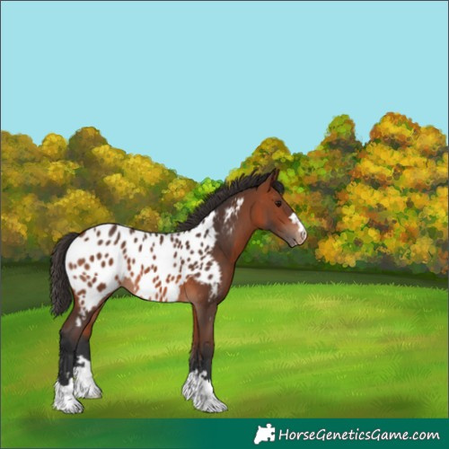 Horse Color:Bay Appaloosa