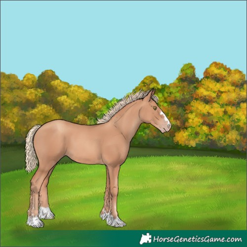 Horse Color:Gold Champagne