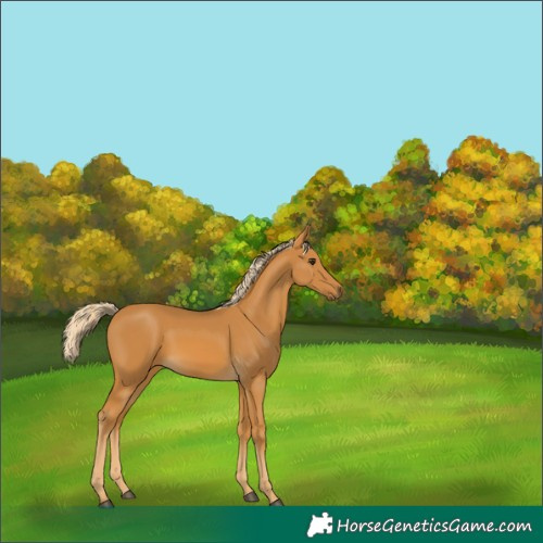 Horse Color:Palomino