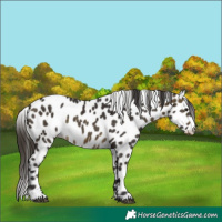 Horse Color:Buckskin Appaloosa 